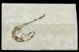 Bargain, Cretaceous Fossil Fish (Charitopsis) - Lebanon #111676-1